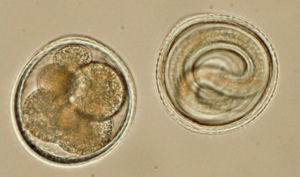 vers-intestinaux